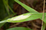 Waterfall's sedge